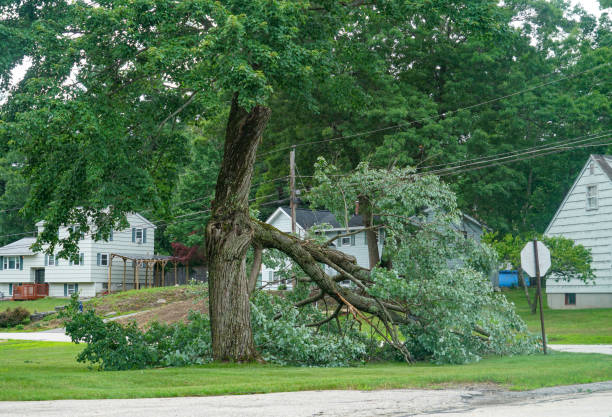 Professional Tree Services in Linganore, MD